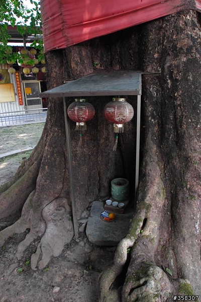 茄苳樹