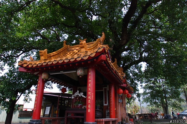 茄苳樹