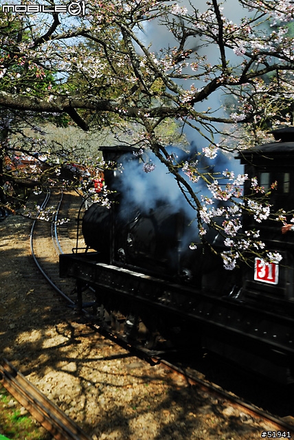 2008 阿里山櫻花祭