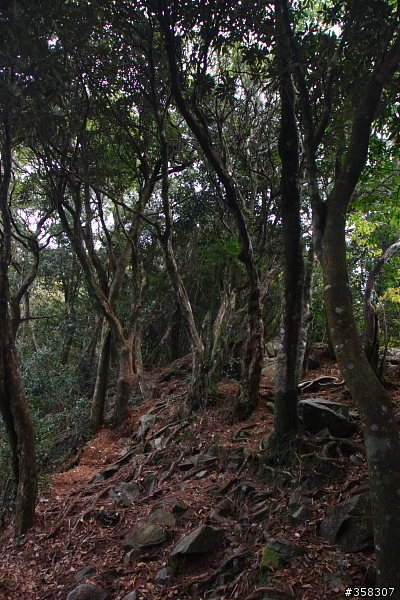 和平:小百岳~稍來山、鳶嘴山、稍來南峰