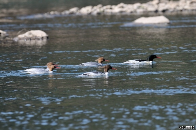 Nikon AF-S 500mm f/4G ED VR