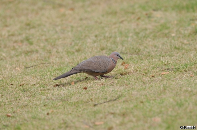 Nikon AF-S 500mm f/4G ED VR