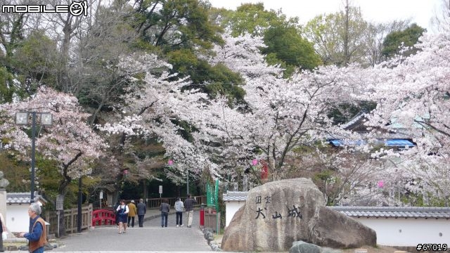 用LX2紀錄名古屋櫻花
