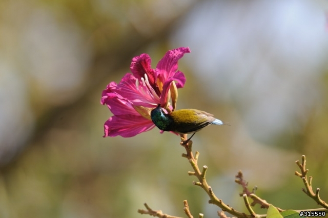 Nikon AF-S 500mm f/4G ED VR