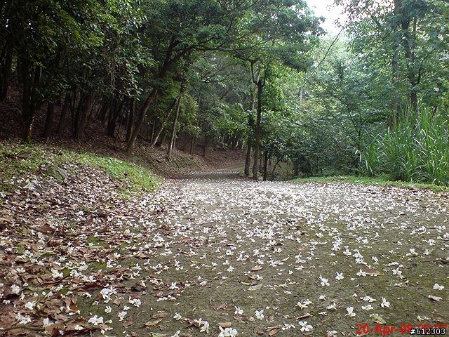4/27(日)7:30 殘廢團~賞桐花路線→五公山