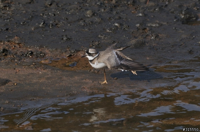 Nikon AF-S 500mm f/4G ED VR