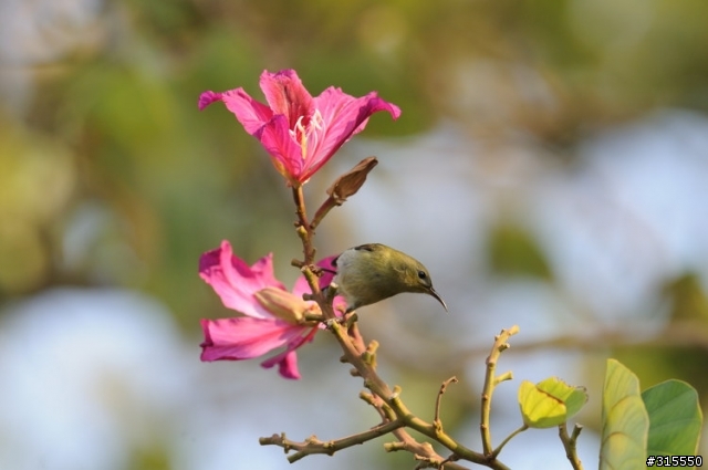 Nikon AF-S 500mm f/4G ED VR