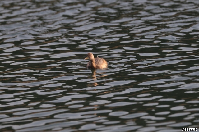 Nikon AF-S 500mm f/4G ED VR
