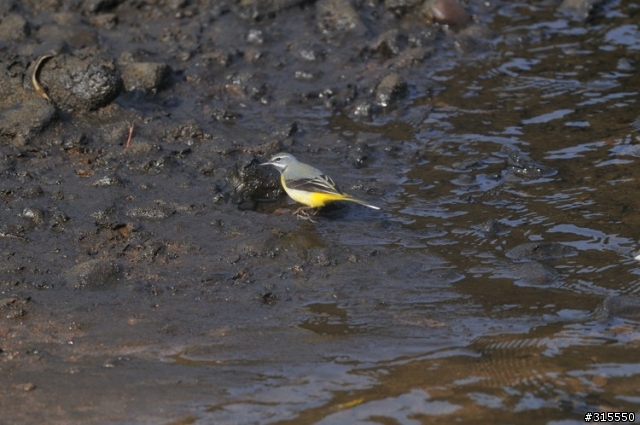 Nikon AF-S 500mm f/4G ED VR