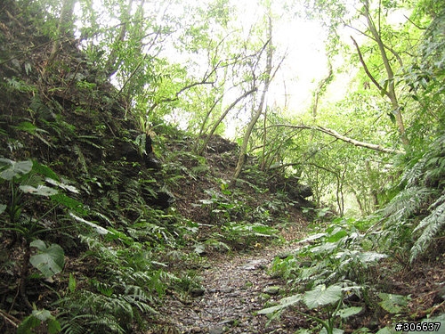 2008/4/5 西坑林道+加九寮步道,XC路線Off road