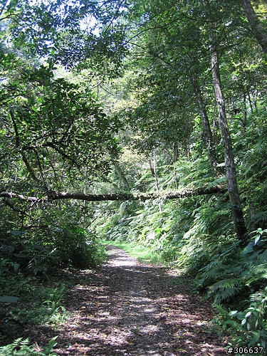 2008/4/5 西坑林道+加九寮步道,XC路線Off road
