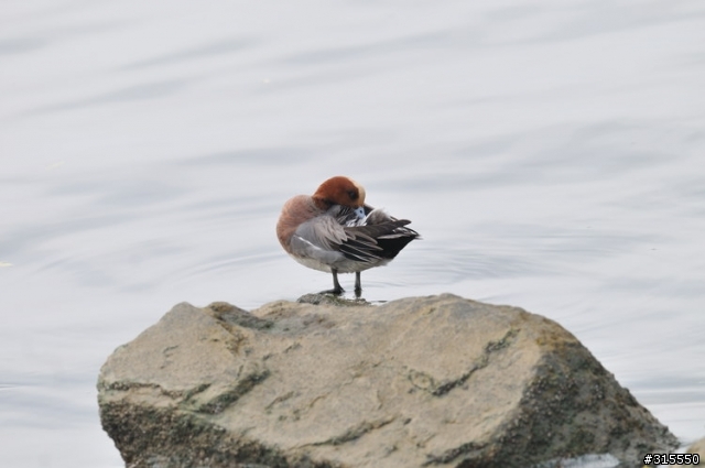 Nikon AF-S 500mm f/4G ED VR