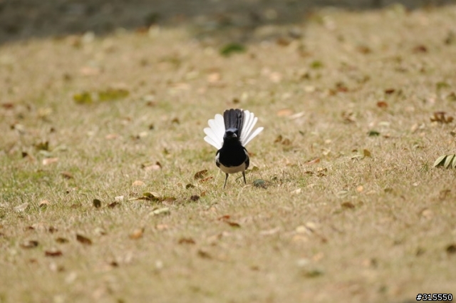 Nikon AF-S 500mm f/4G ED VR