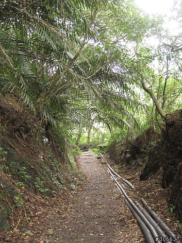 2008/4/5 西坑林道+加九寮步道,XC路線Off road