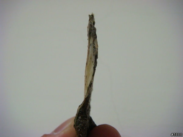大自然的教室-過港貝化石(貝殼山)