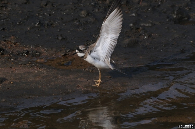 Nikon AF-S 500mm f/4G ED VR