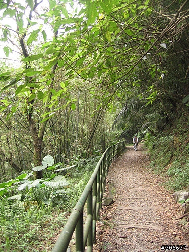 2008/4/5 西坑林道+加九寮步道,XC路線Off road