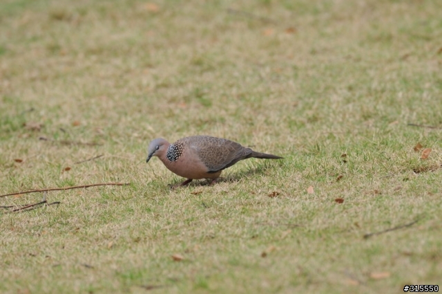 Nikon AF-S 500mm f/4G ED VR