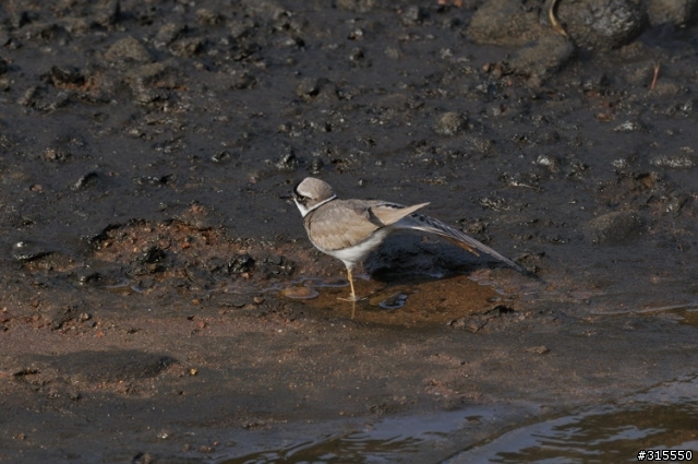 Nikon AF-S 500mm f/4G ED VR
