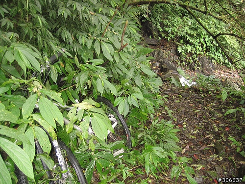 2008/4/5 西坑林道+加九寮步道,XC路線Off road