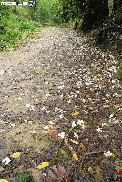【景點】桃園也有好風景!龍潭.小粗坑古道賞桐~