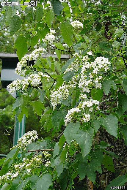 【景點】桃園也有好風景!龍潭.小粗坑古道賞桐~