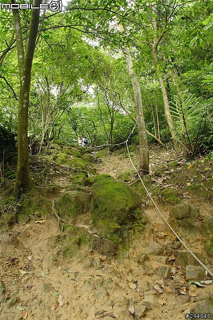 【景點】桃園也有好風景!龍潭.小粗坑古道賞桐~