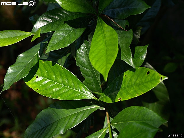 O記藍與底片藍的差異(第3頁新增RVP50vsE-510)