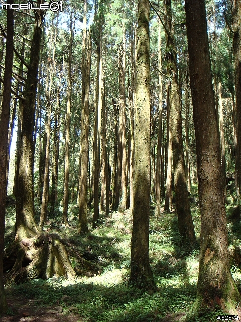 請指點一下~~森林裡面的拍攝技巧