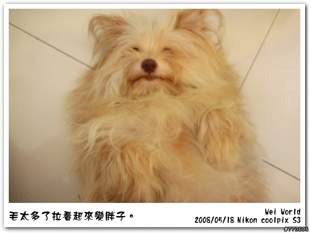 雖然她叫咪咪,但她是一隻狗