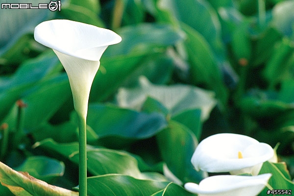 O記藍與底片藍的差異(第3頁新增RVP50vsE-510)