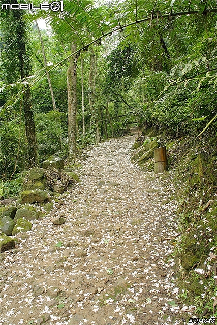 【景點】桃園也有好風景!龍潭.小粗坑古道賞桐~