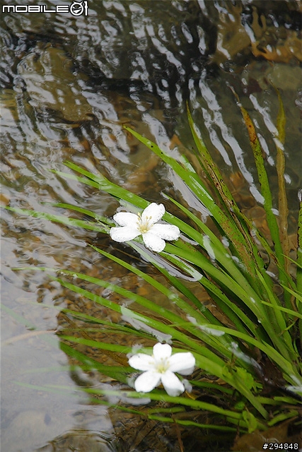 【景點】桃園也有好風景!龍潭.小粗坑古道賞桐~
