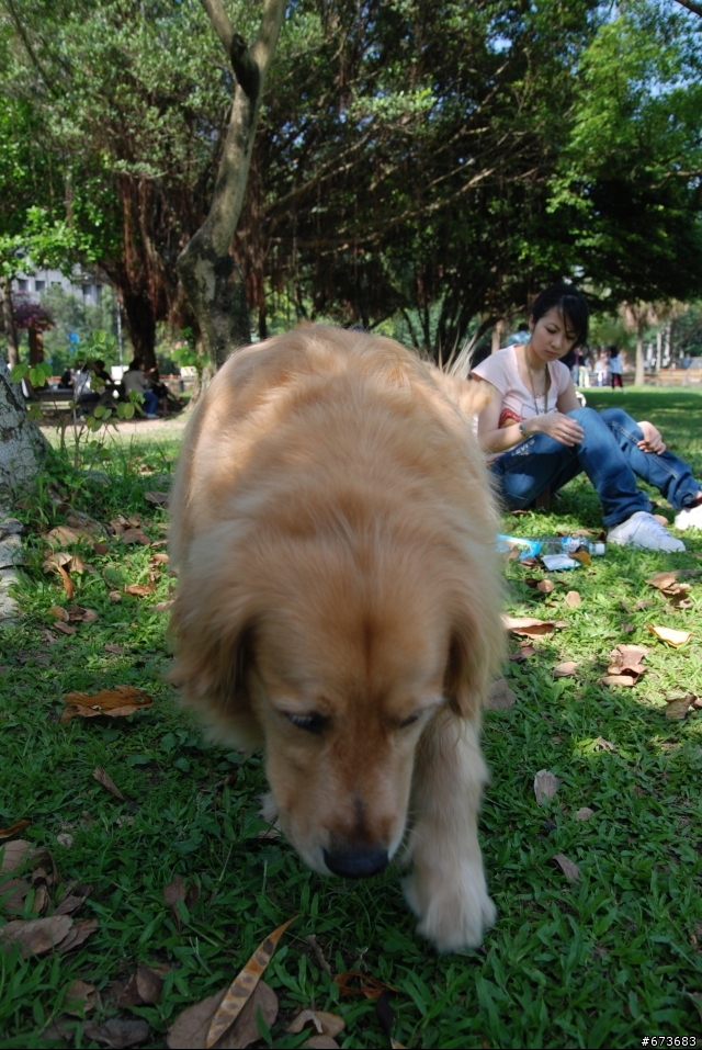 黃金獵犬跟女友一樣重...