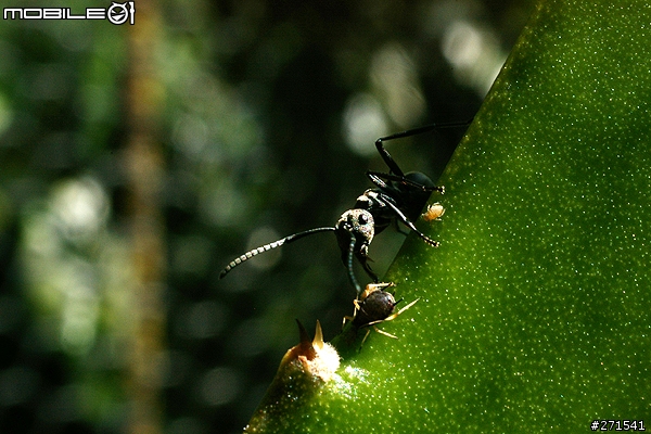 Pentax DA 35 F2.8 Macro Limited 開箱