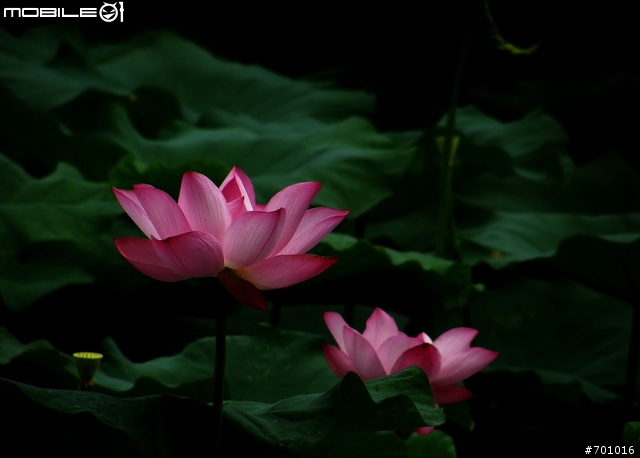春末初夏拍蓮趣