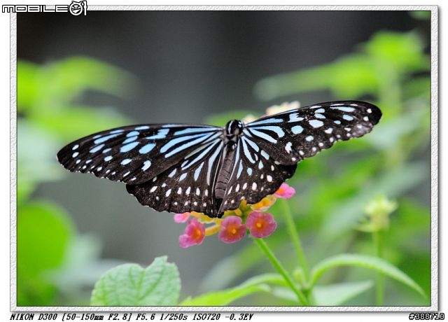 SIGMA APO 50-150mm II EX DC HSM (重發心得及貼圖)