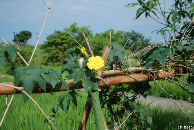 Nikon 16-85mm VR與Nikon 18-200mm VR拍攝圖檔比較(圖多...)