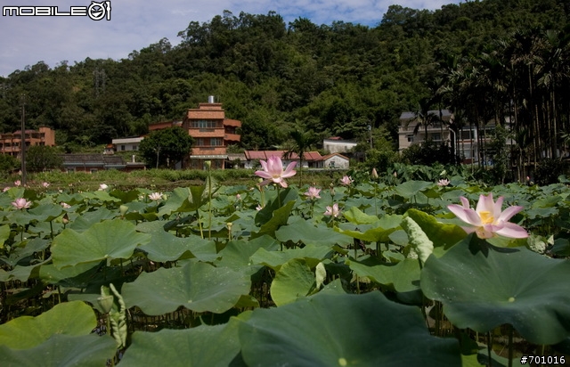 春末初夏拍蓮趣