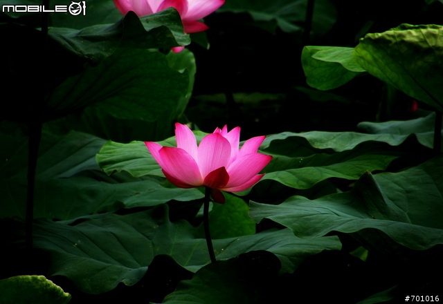 春末初夏拍蓮趣