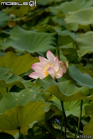 春末初夏拍蓮趣