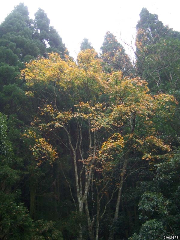 【山】百變加里山 6/28