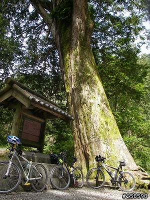 再上南橫(寶來~啞口)來回137km完成