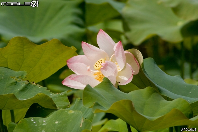 春末初夏拍蓮趣