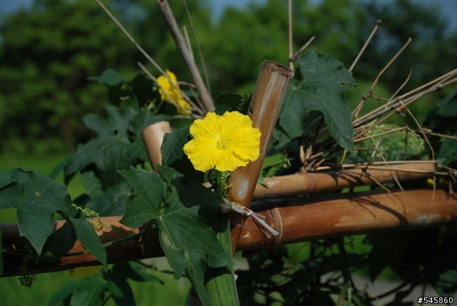 Nikon 16-85mm VR與Nikon 18-200mm VR拍攝圖檔比較(圖多...)