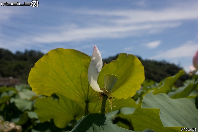 春末初夏拍蓮趣