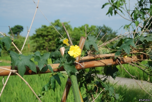 Nikon 16-85mm VR與Nikon 18-200mm VR拍攝圖檔比較(圖多...)