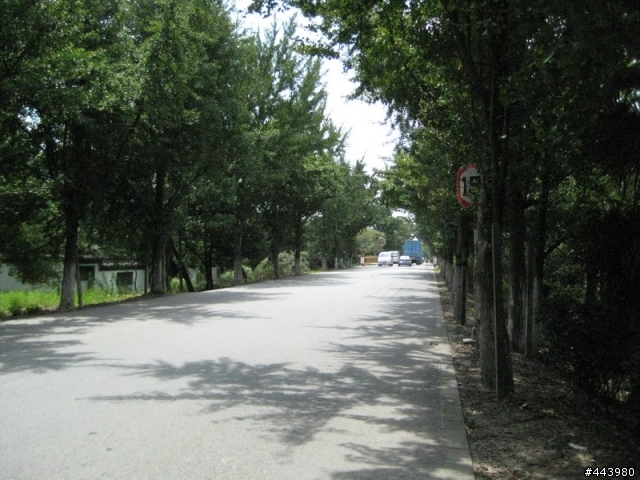 菜鳥第二次上路,龍柏到大觀園