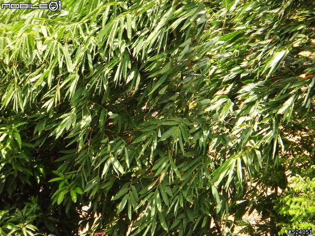 T70也可以這樣拍