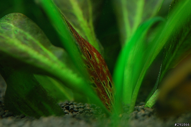 水草缸攝影經驗分享